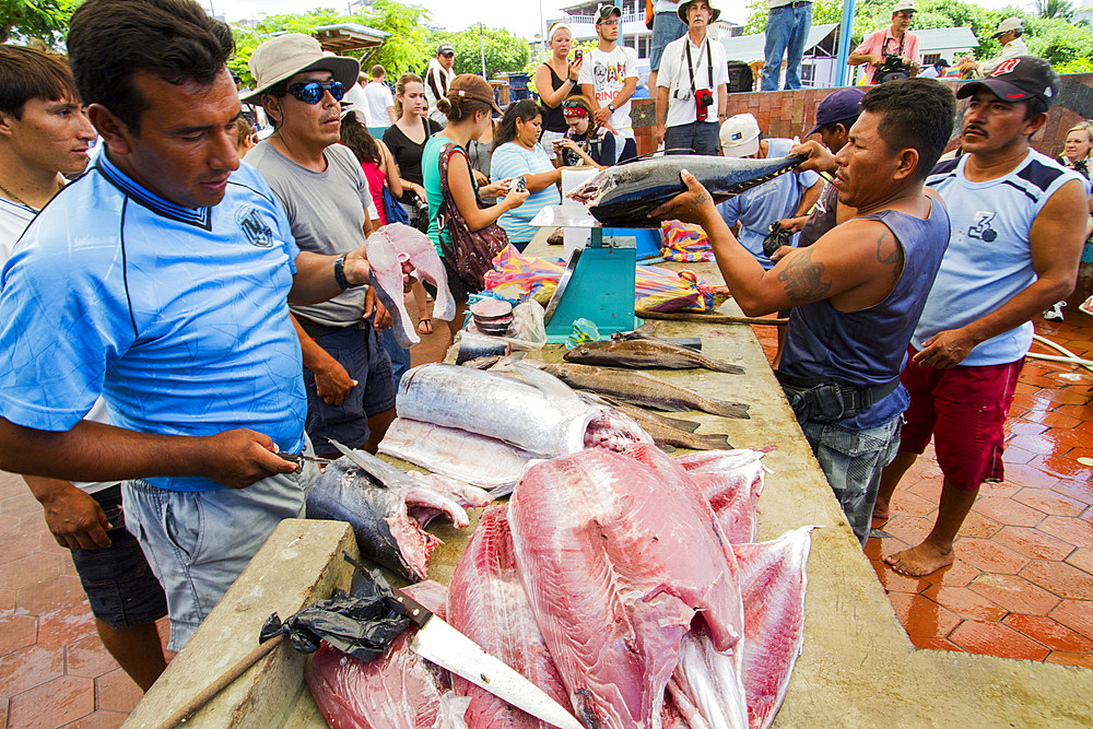 Scene of the fish market in the port town of Puerto Ayora, Santa Cruz Island, Galapagos Islands, UNESCO World Heritage Site, Ecuador, South America