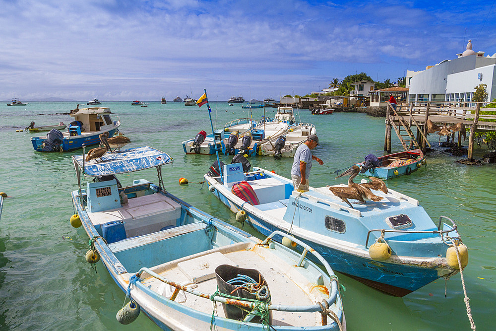 Scene of a fisherman on boat with pelicans in the port town of Puerto Ayora, Santa Cruz Island, Galapagos Islands, UNESCO World Heritage Site, Ecuador, South America