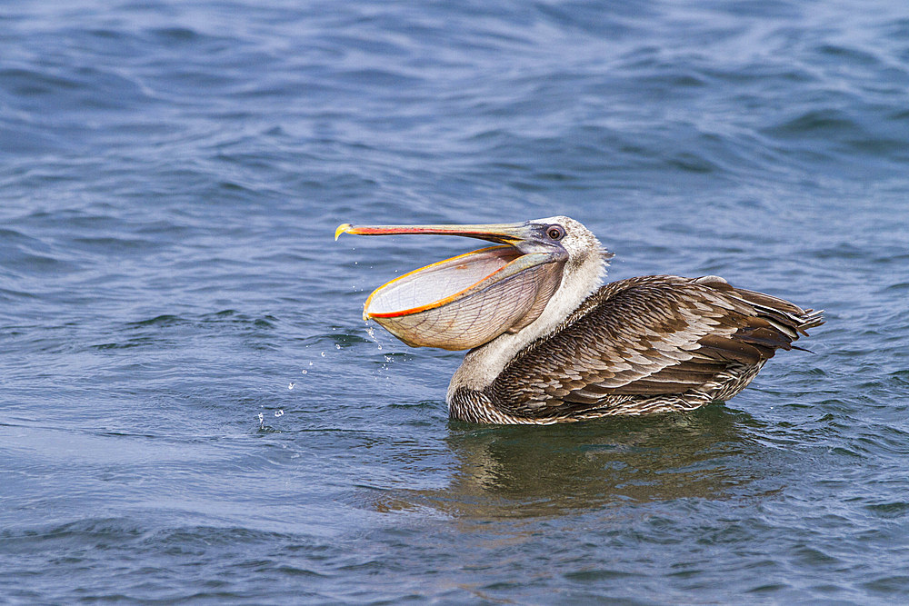 Galapagos brown pelican (Pelecanus occidentalis urinator) feeding in the Galapagos Island Archipelago, UNESCO World Heritage Site, Ecuador, South America