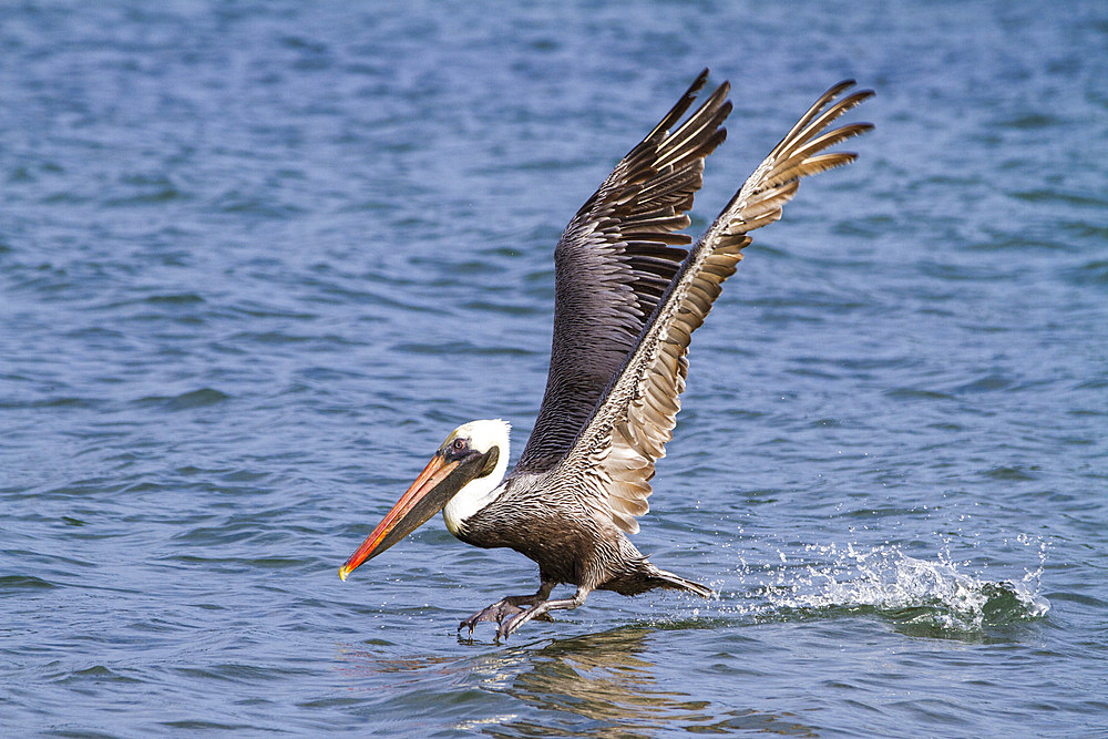 Galapagos brown pelican (Pelecanus occidentalis urinator) feeding in the Galapagos Island Archipelago, UNESCO World Heritage Site, Ecuador, South America