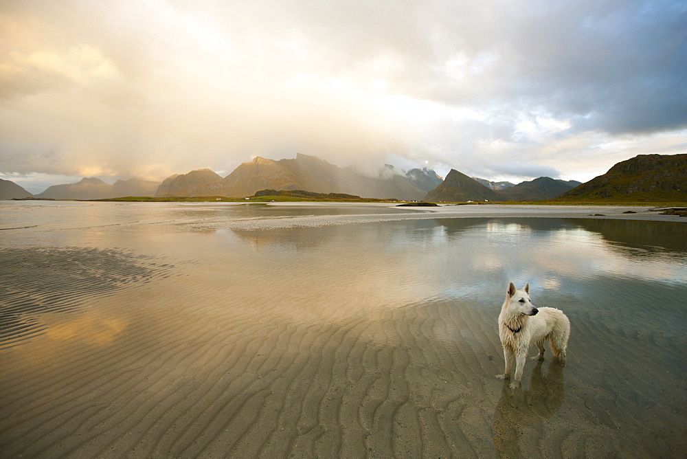 White German Shepherd standing in the water at sunset, coastal landscape on the Lofoten islands, Autumn, Fredvang, Flagstadoy, Lofoten, Nordland, Norway, Scandinavia, Europe