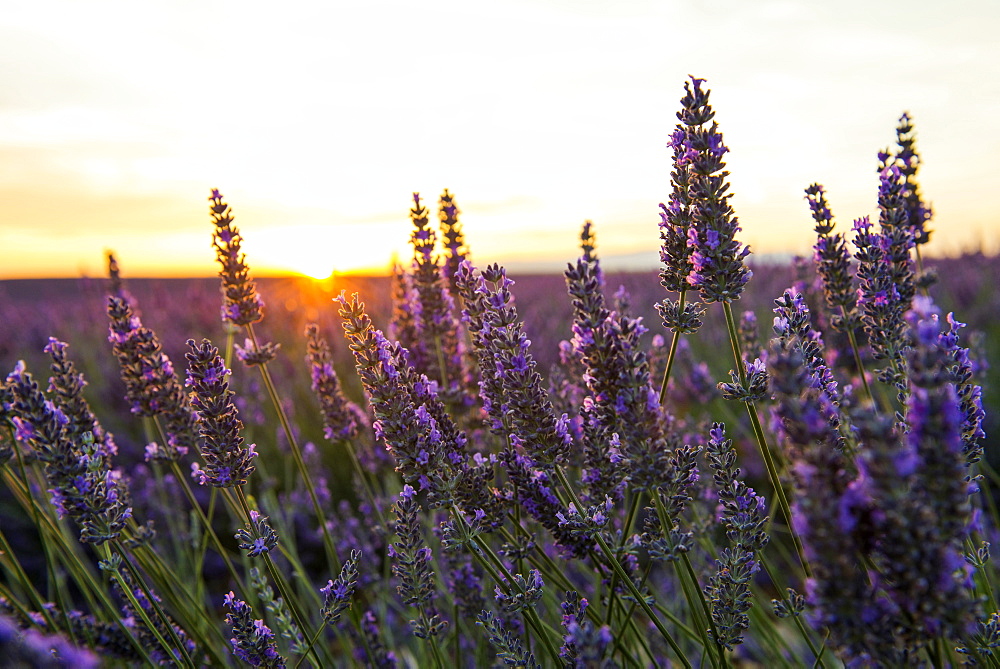 lavender field, near Valensole, Plateau de Valensole, Alpes-de-Haute-Provence department, Provence, France