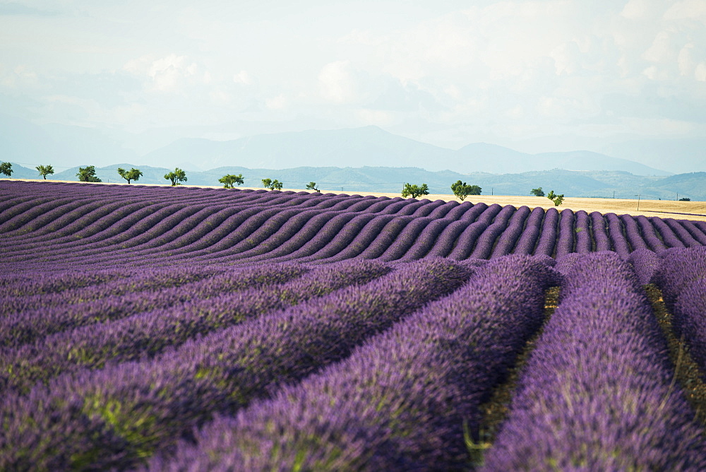 lavender field, near Valensole, Plateau de Valensole, Alpes-de-Haute-Provence department, Provence, France