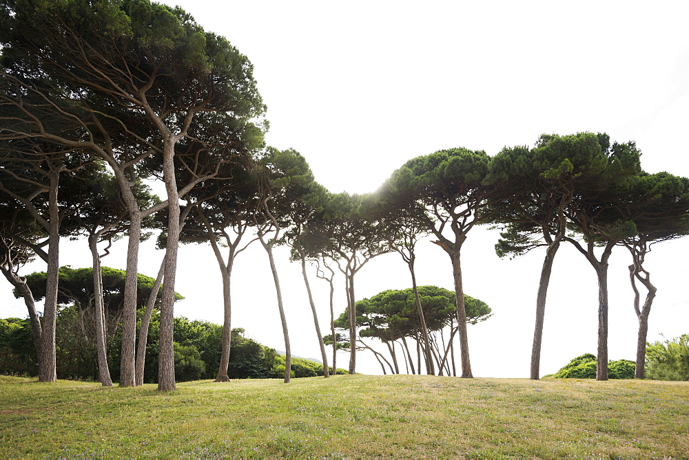 Pine trees and beach, Populonia, near Piombino, province of Livorno, Tuscany, Italy
