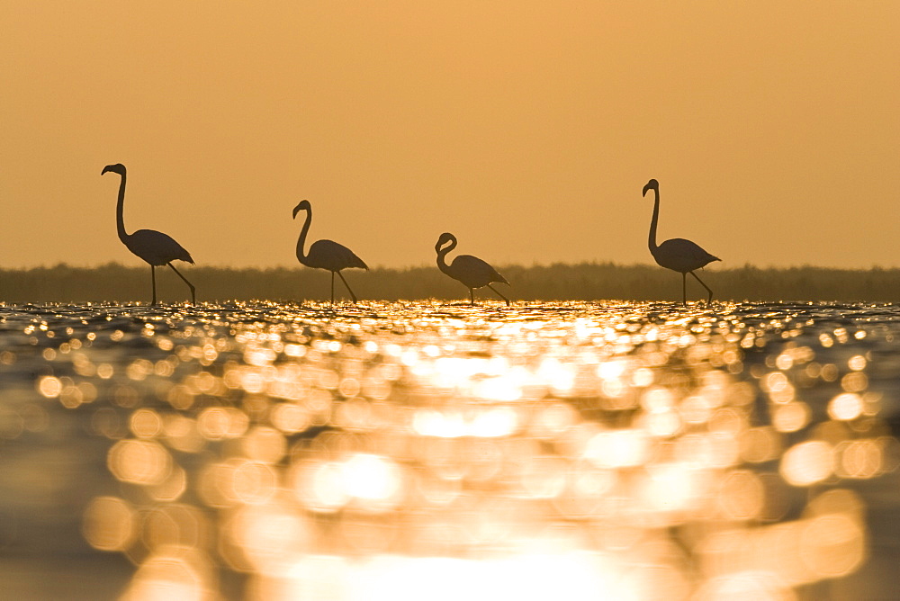 Greater Flamingoes at sunrise, Phoenicopterus ruber, Camargue, France