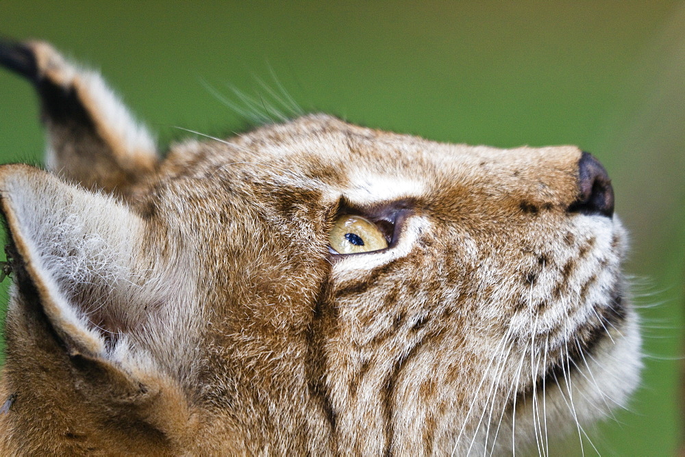 European Lynx looking up, Lynx lynx, Bavaria, Germany, captive