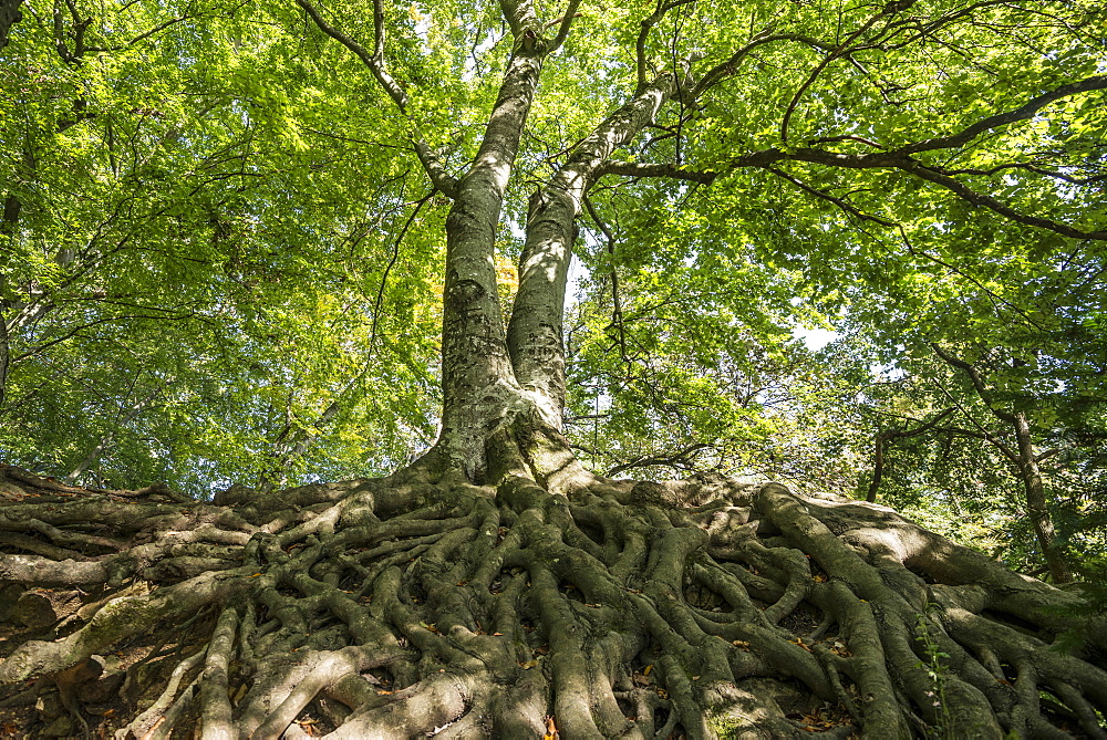 Old beech trees, Roetteln Castle, Loerrach, Black Forest, Baden-Wuerttemberg, Germany