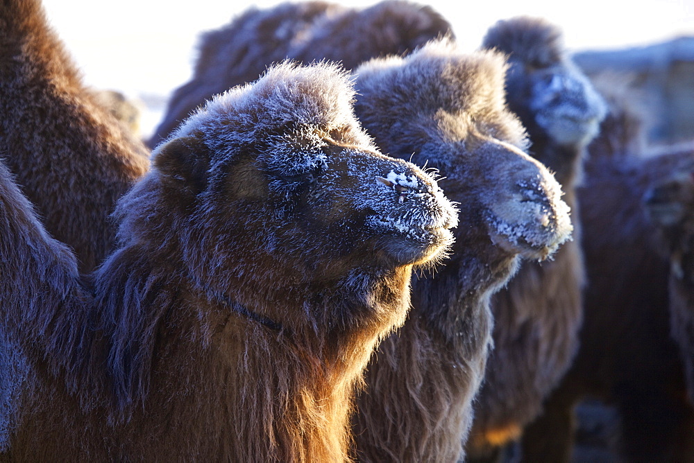 Camels with hoarfrost in wintertime in the Gobi desert, Mongolia