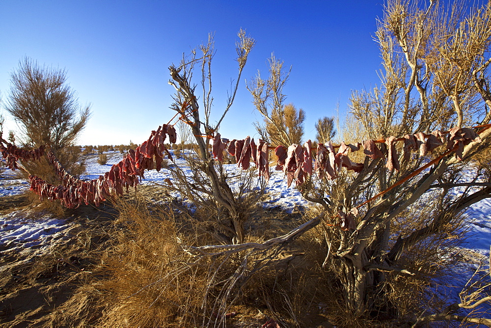 Camel meat hanging for drying on shrubs in the Gobi desert, Mongolia