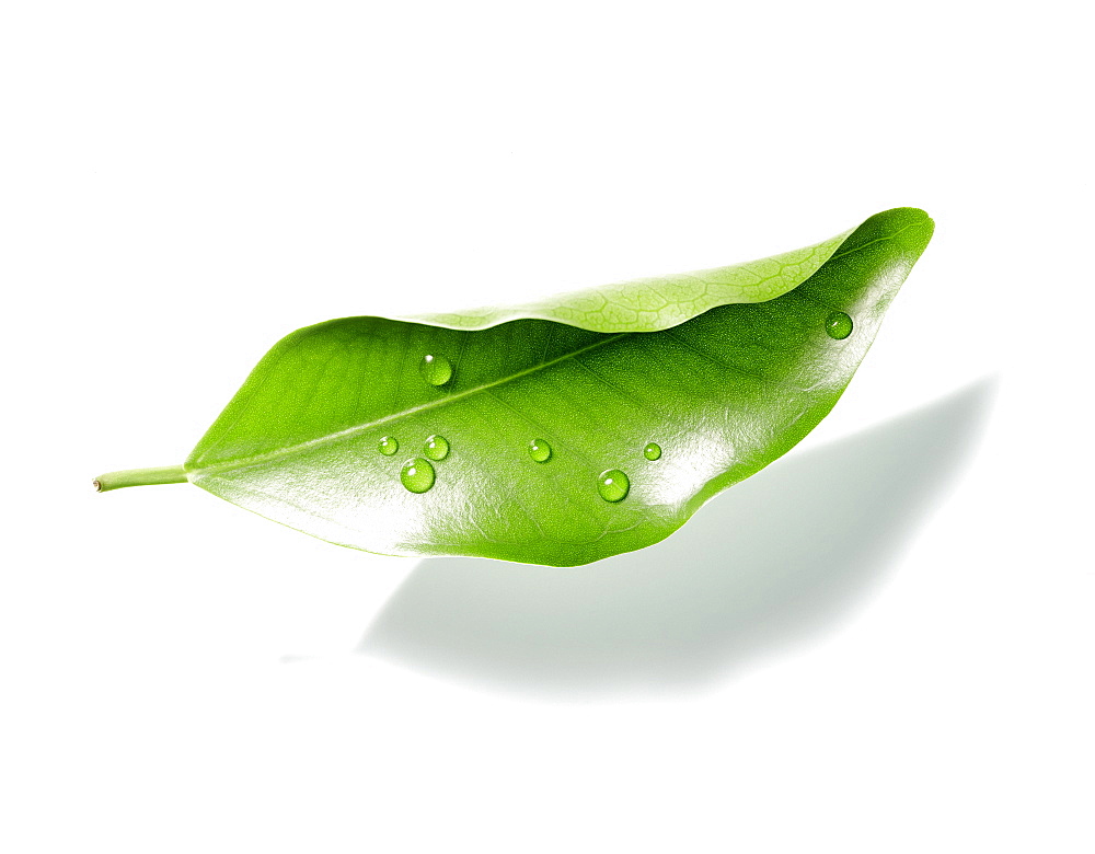 Green leaf on a white background, Nature