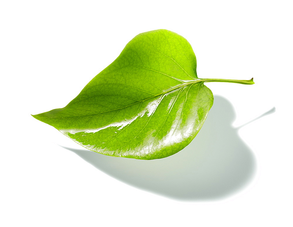 Green leaf on a white background, Nature