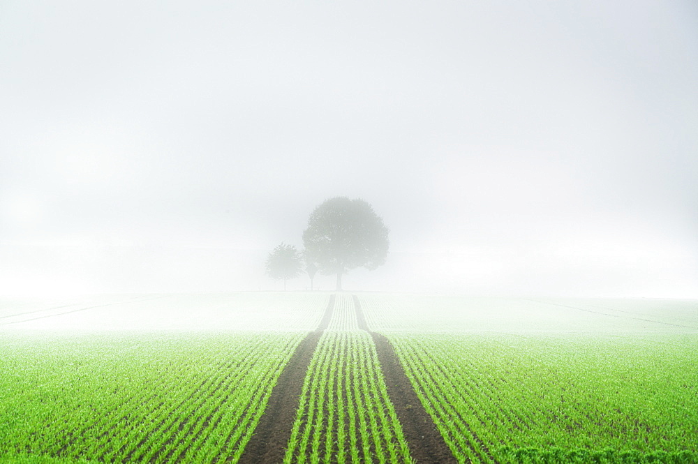 Tree with wayside cross, Cross of Jesus on a field in the morning mist, Aubing, Munich, Bavaria, Germany