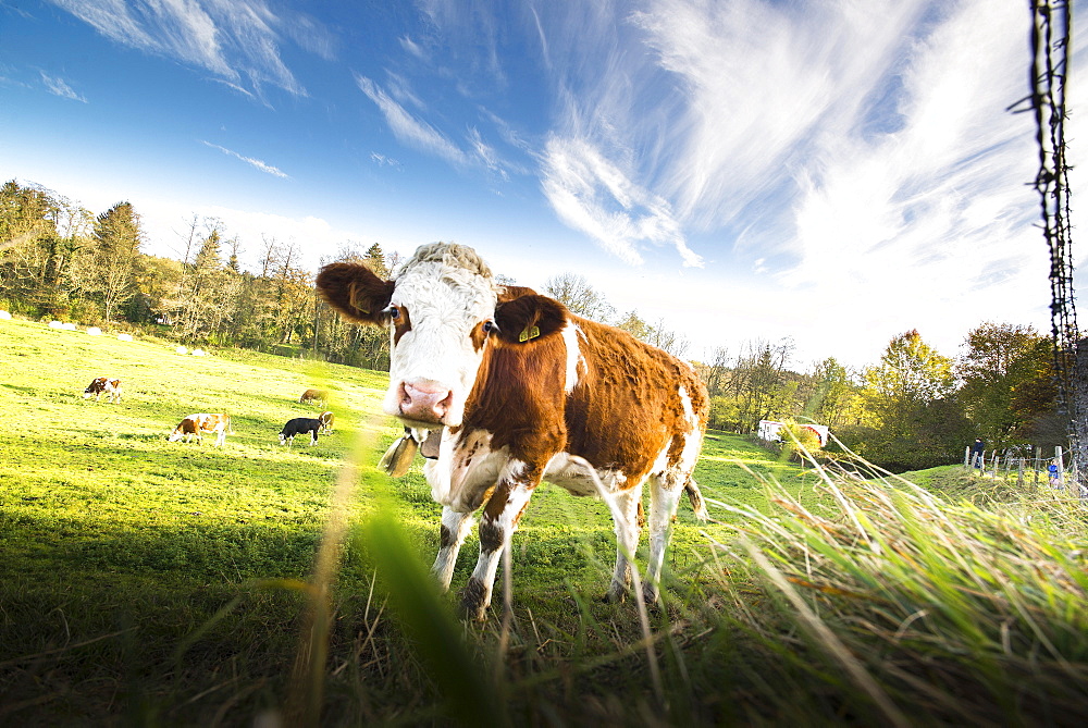 Calf standing on a meadow at a fence and looking, Gauting, Bavaria, Germany