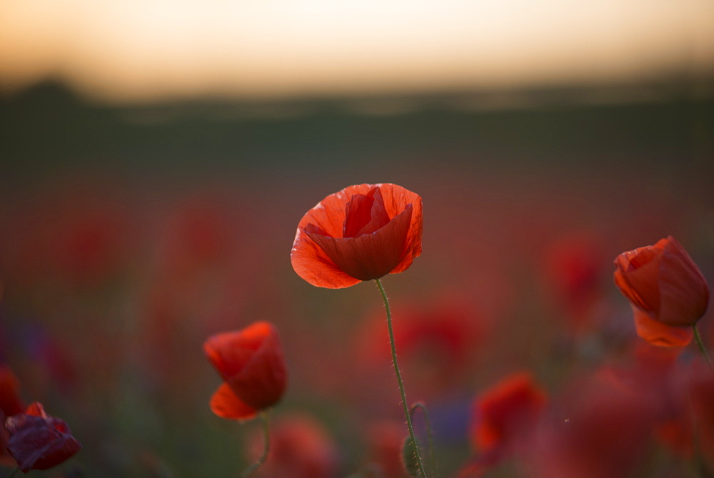 Poppies against the light before sunset on a field in Munich Langwied, Munich, Bavaria, Germany