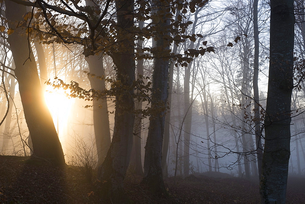 Forest with backlit fog, Berg, Upper Bavaria, Germany