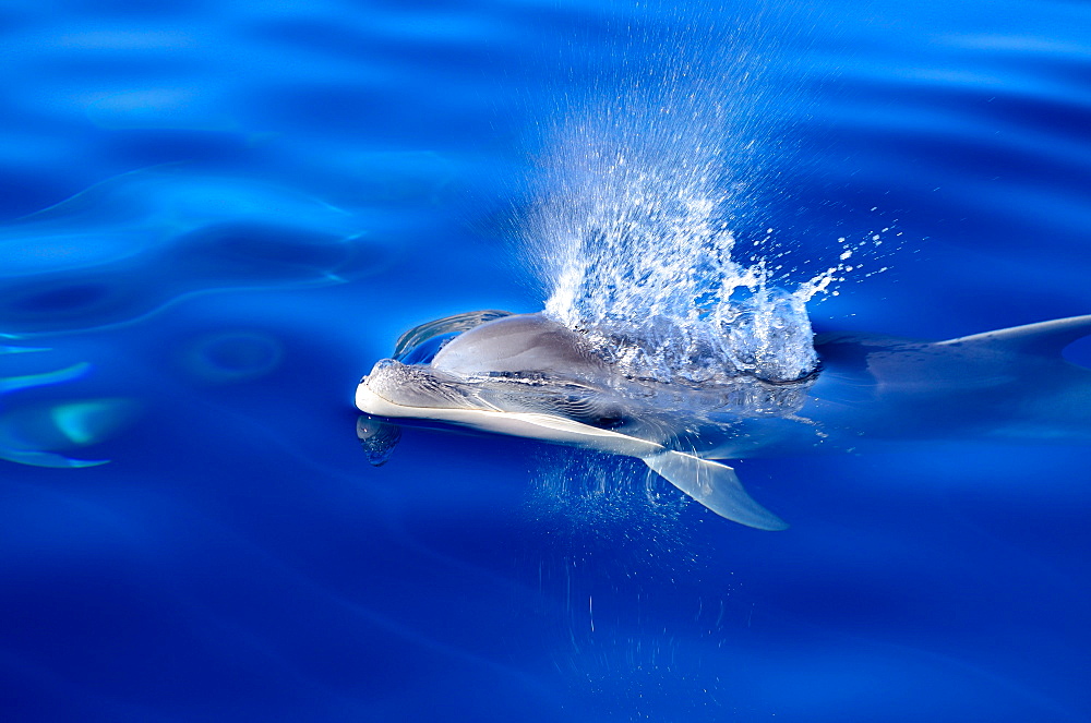 A bottlenose dolphin (Tursiops truncatus) breathing out through his blowhole, Mallorca, Balearic Islands, Spain, Europe