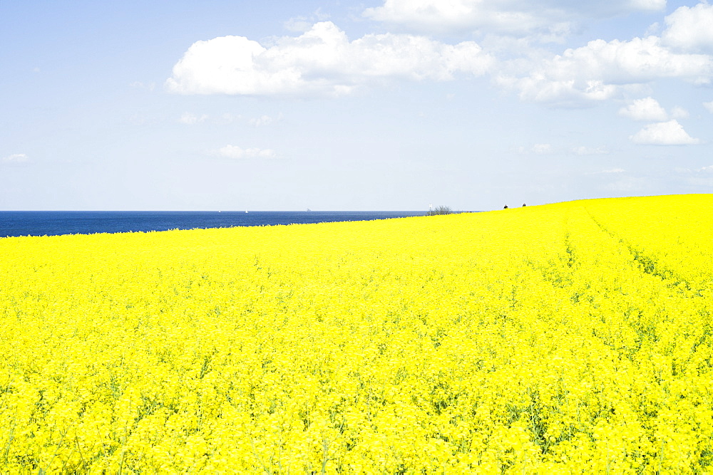 Rapeseed field on a cliff near Travemuende, Luebeck Bay, Baltic Coast, Schleswig-Holstein, Germany