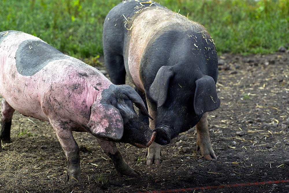 Grazing pigs wallowing in the mud on a pasture. The breed is called Swabian-Hall Swine. Germering, Bavaria, Germany