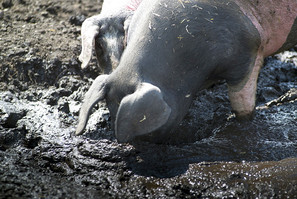 Grazing pigs wallowing in the mud on a pasture. The breed is called Swabian-Hall Swine. Germering, Bavaria, Germany