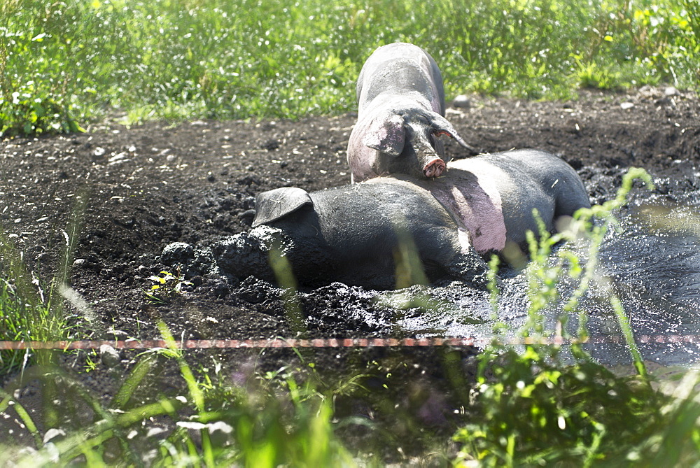 Grazing pigs wallowing in the mud on a pasture. The breed is called Swabian-Hall Swine. Germering, Bavaria, Germany