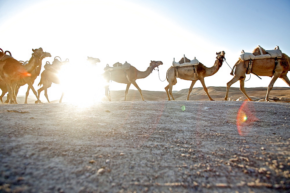 Dromedary train in the desert, Negev, Israel