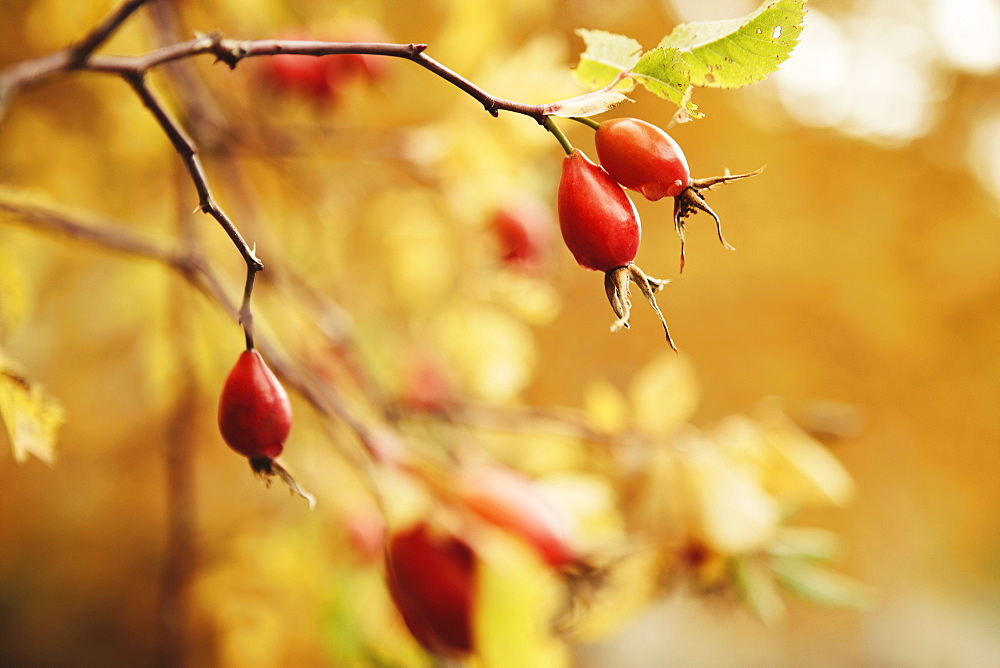 Golden autumn with rose hips in Schnalstal, South Tyrol, Italy