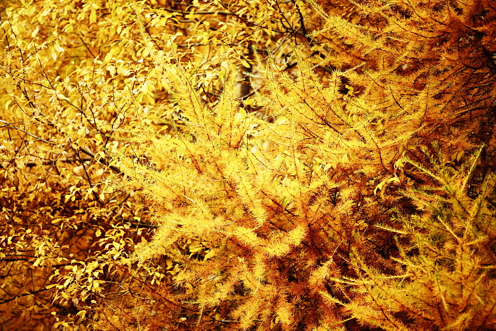 Golden autumn with lark forest in Schnalstal, South Tyrol, Italy