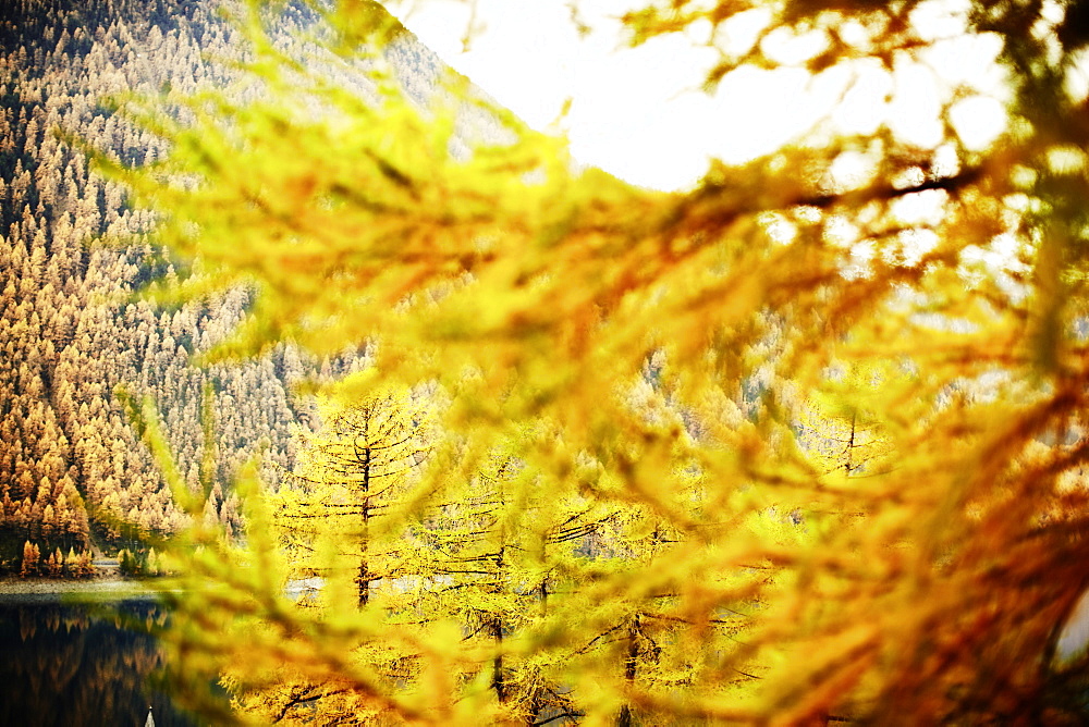 Golden autumn with lark forest in Schnalstal, South Tyrol, Italy