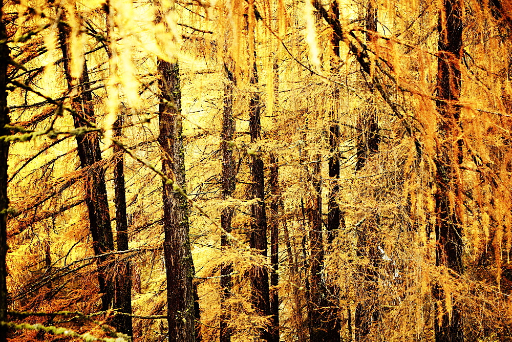 Golden autumn with lark forest in Schnalstal, South Tyrol, Italy