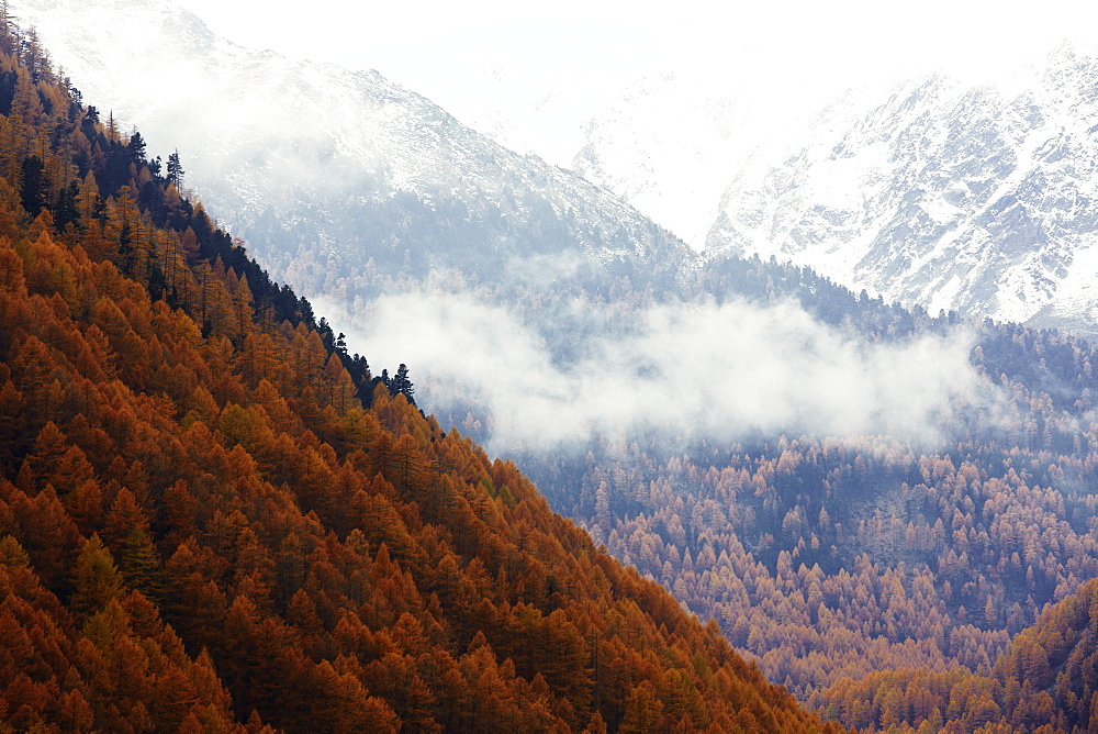 Golden autumn with lark forest in Schnalstal, South Tyrol, Italy