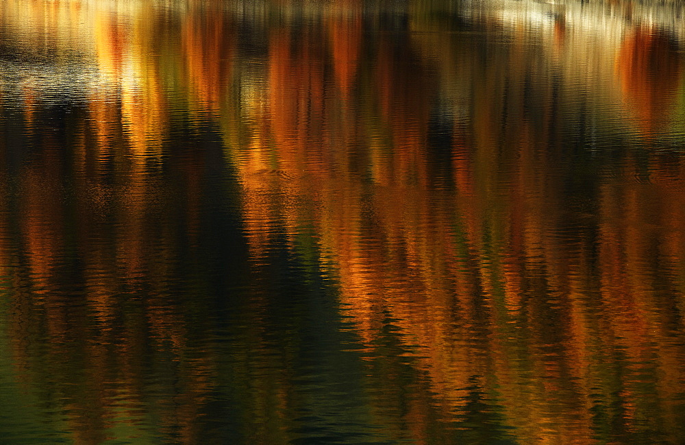 Golden autumn with lark forest reflecting in a lake, Schnalstal, South Tyrol, Italy