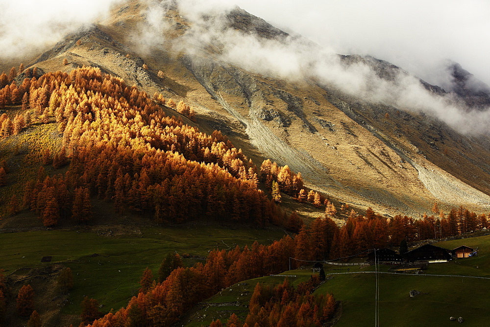 Golden autumn with lark forest in Schnalstal, South Tyrol, Italy