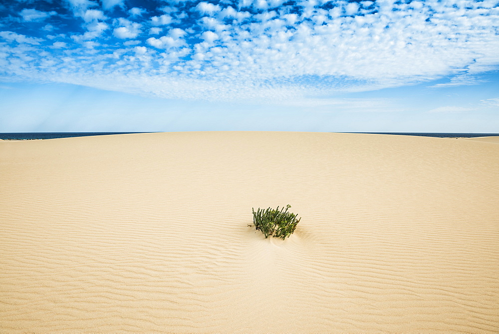 Dunes of Corralejo, Corralejo, Fuerteventura, Canary Islands, Spain