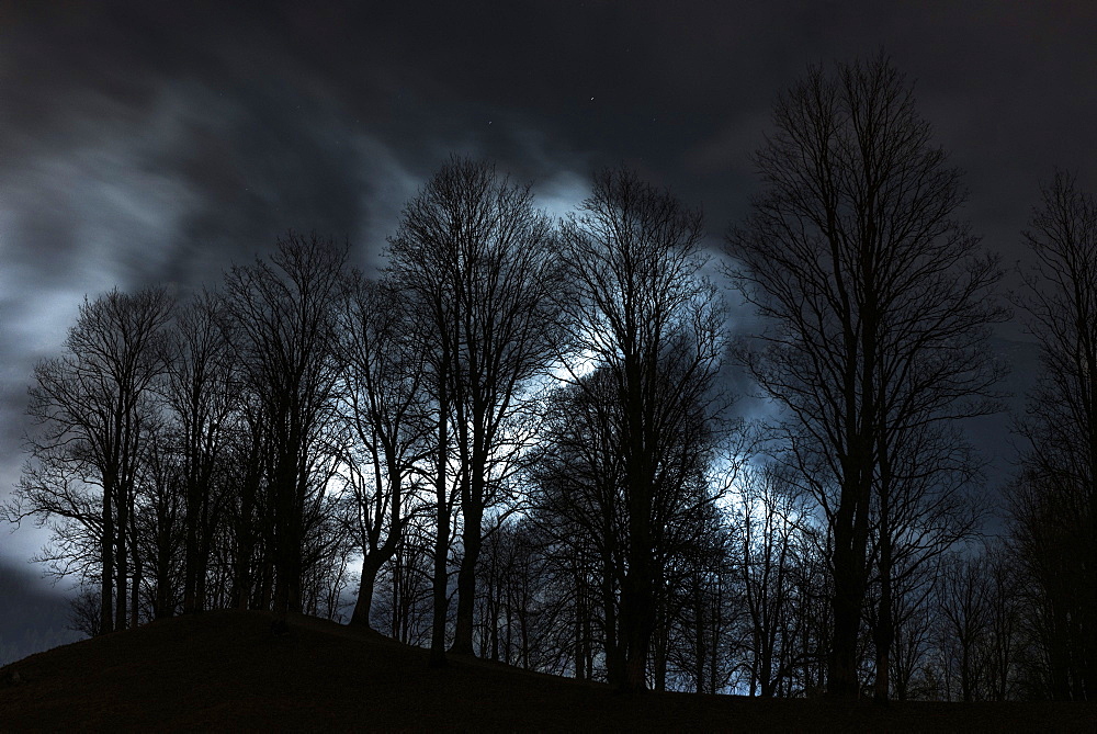 Forest silhouette at night in front of illuminated fog banks, Oberstdorf, Allgaeu, Germany