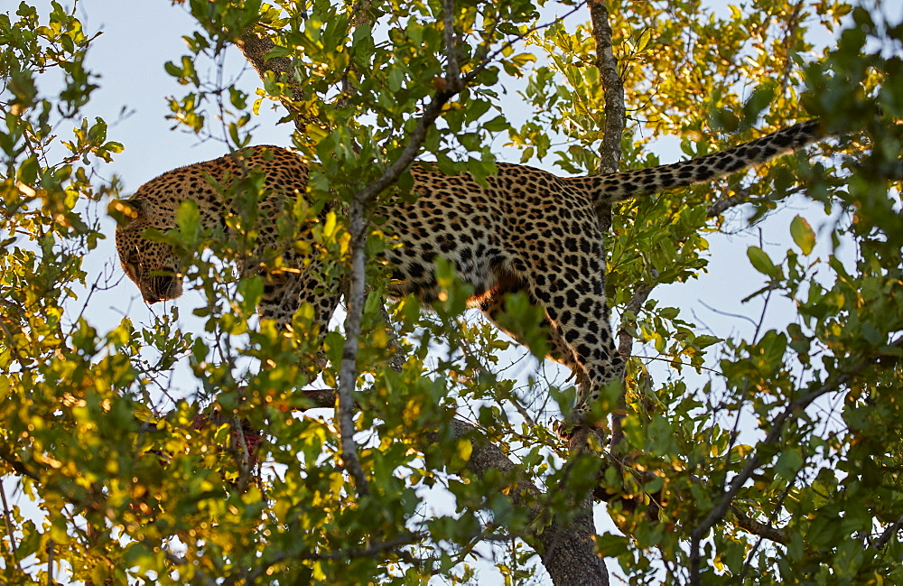 Leopard on a tree in Krueger National park, South Africa, Africa