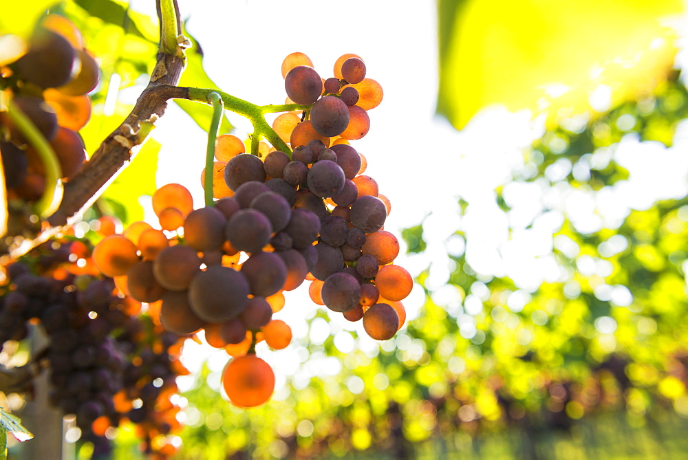 Red grapes on a vine, backlight, near Freiburg im Breisgau, Baden-Wuerttemberg, Germany