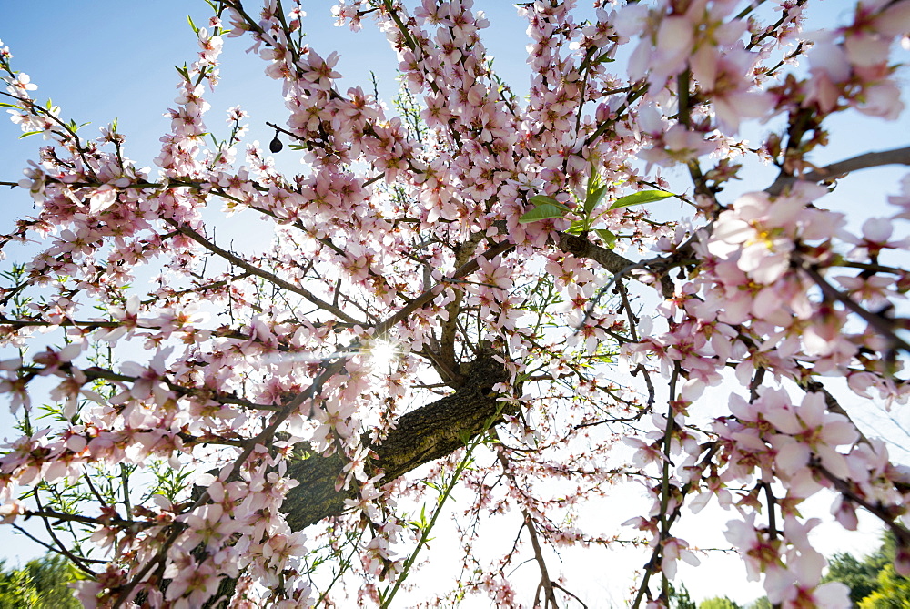 Blossoming almond trees, near Alaro, Majorca, Balearic Islands, Spain