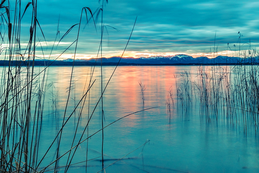 Reeds in the wind on Lake Starnberg at sunrise, Bavaria, Germany