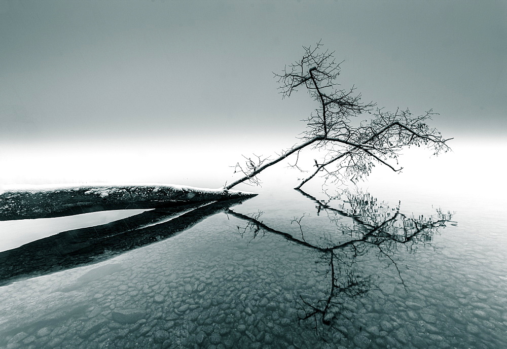 Snow-covered fallen tree lying in the water, Lake Starnberg, Bavaria, Germany