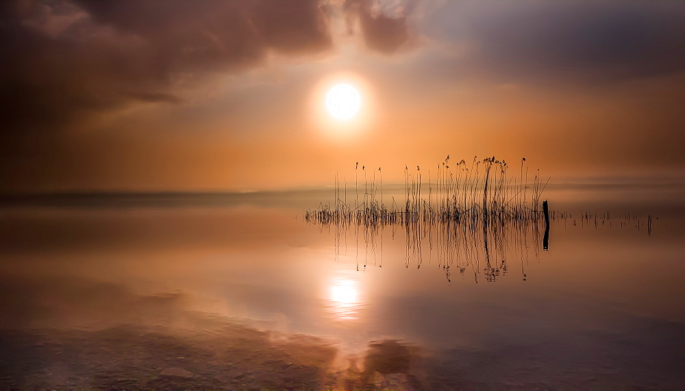 Reeds at sunrise on Lake Starnberg, Bavaria, Germany Sunrise on Lake Starnberg, Bernried, Bavaria, Germany