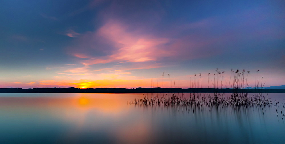 Reeds at sunrise on Lake Starnberg, Bavaria, Germany