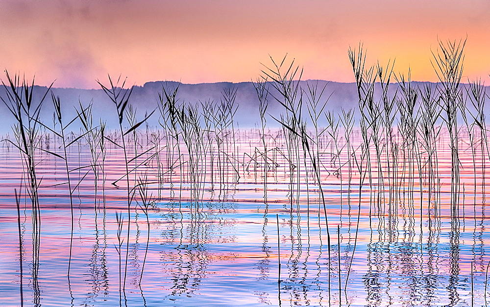 Reeds at sunrise on Lake Starnberg, Bavaria, Germany