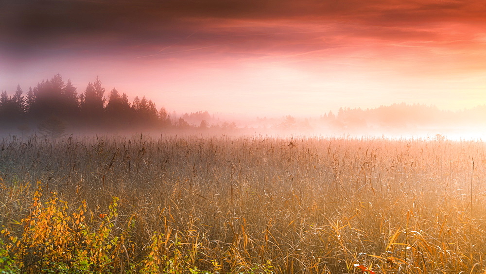 Foggy autumn morning at sunrise at Frechensee (Ostersee), Bavaria, Germany