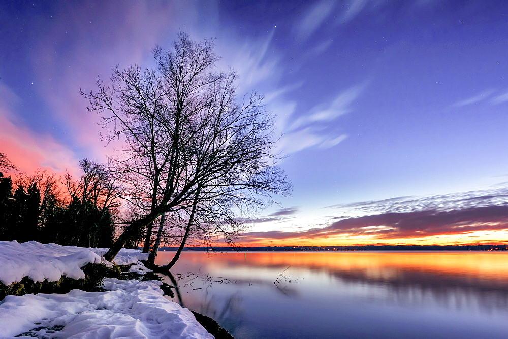 Bare tree on a winter morning at sunrise on Lake Starnberg, Tutzing, Bavaria, Germany