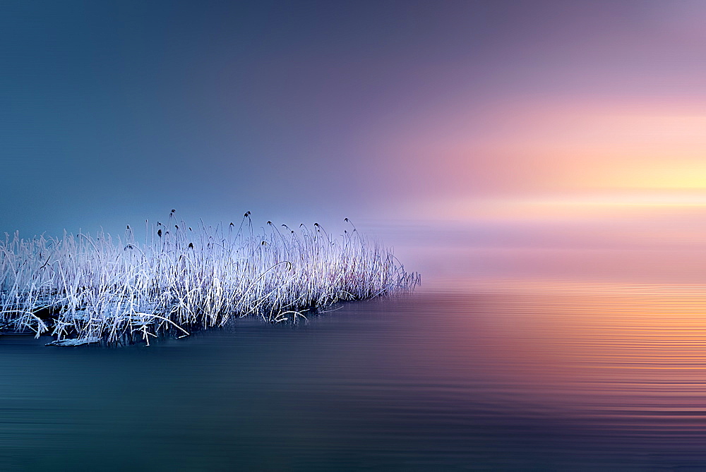 Frosty winter morning with frosted reeds at sunrise on Lake Starnberg, Bavaria, Germany