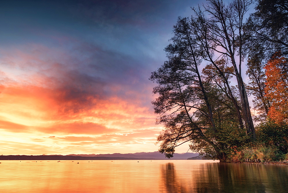 Tree silhouette in winter at sunrise on Lake Starnberg, Tutzing, Bavaria, Germany