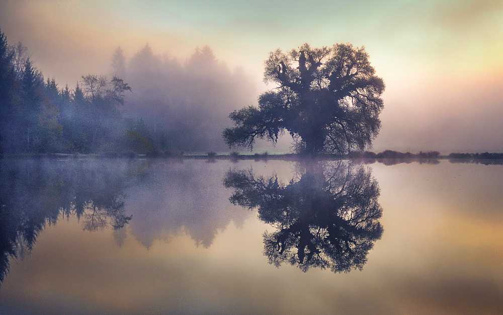 Foggy autumn mood at the Fischweiher near Bernried, Bavaria, Germany