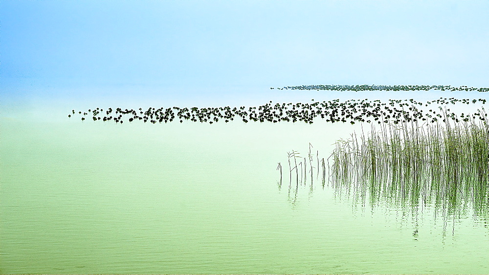 Eider resting on Lake Starnberg in winter, Bavaria, Germany