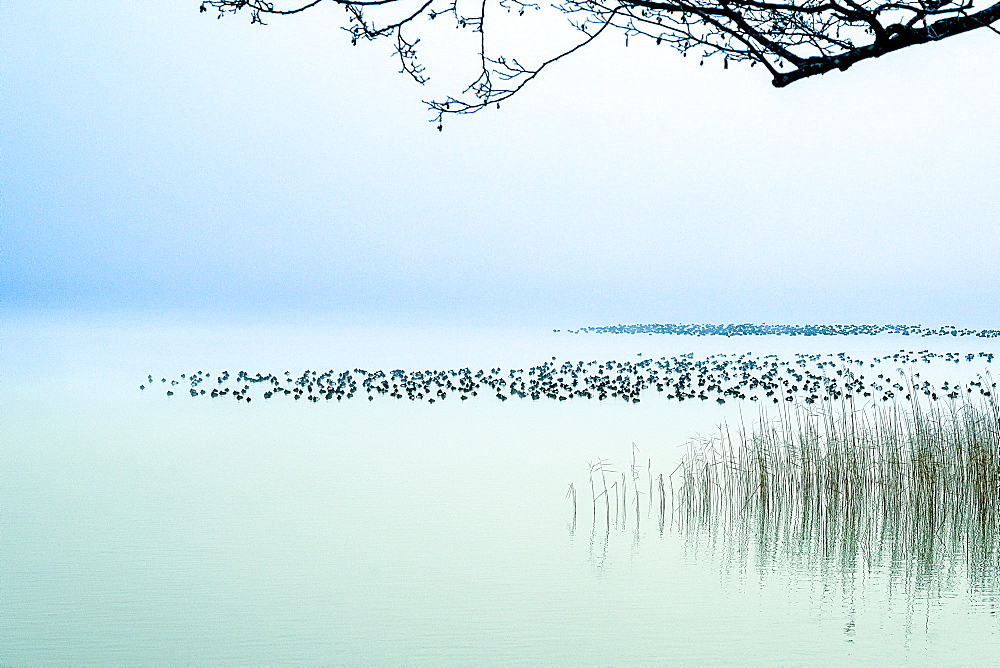 Eider resting on Lake Starnberg in winter, Bavaria, Germany