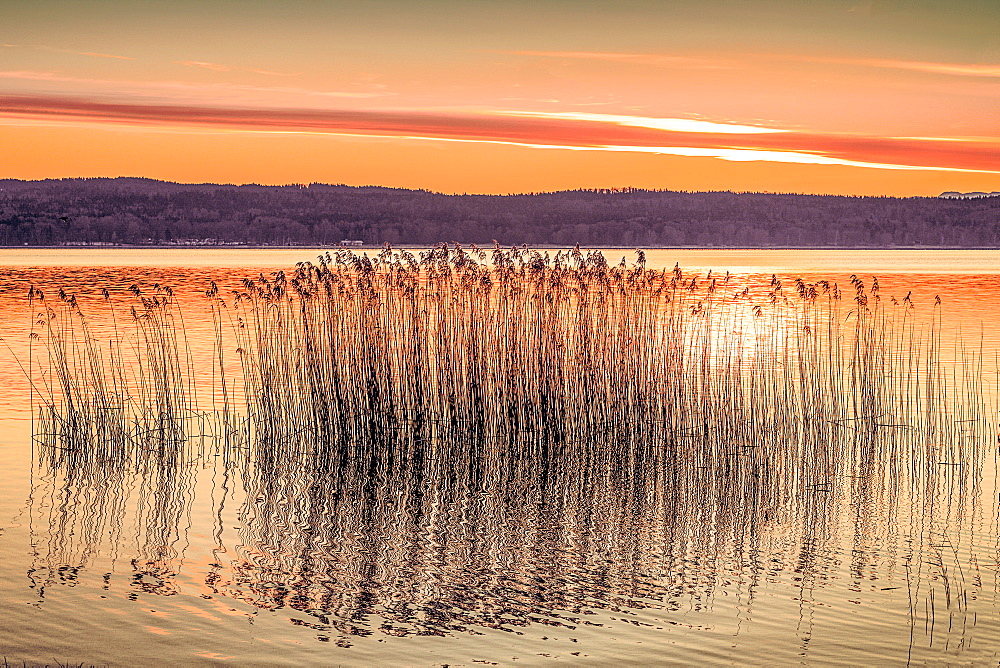 Reeds on Lake Starnberg at sunrise, Bavaria, Germany